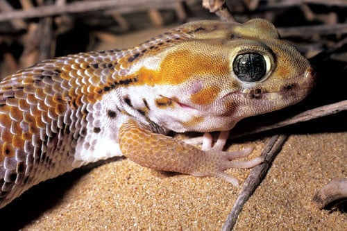 Frog-Eye Gecko
