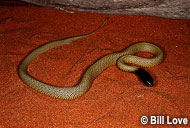 Inland Taipan / Fierce Snake