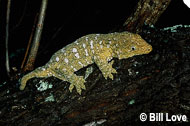 New Caledonian Giant Gecko