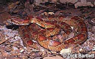 Red Rat Snake