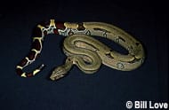 Red-tailed Boa Constrictor
