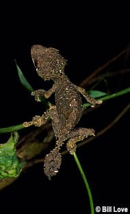 Spearpoint Leaf-tailed Gecko