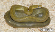 Western Green Rat Snake