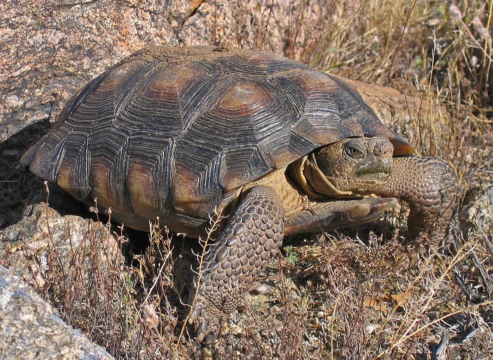 Desert Tortoise Turtle Gopherus Morafkai
