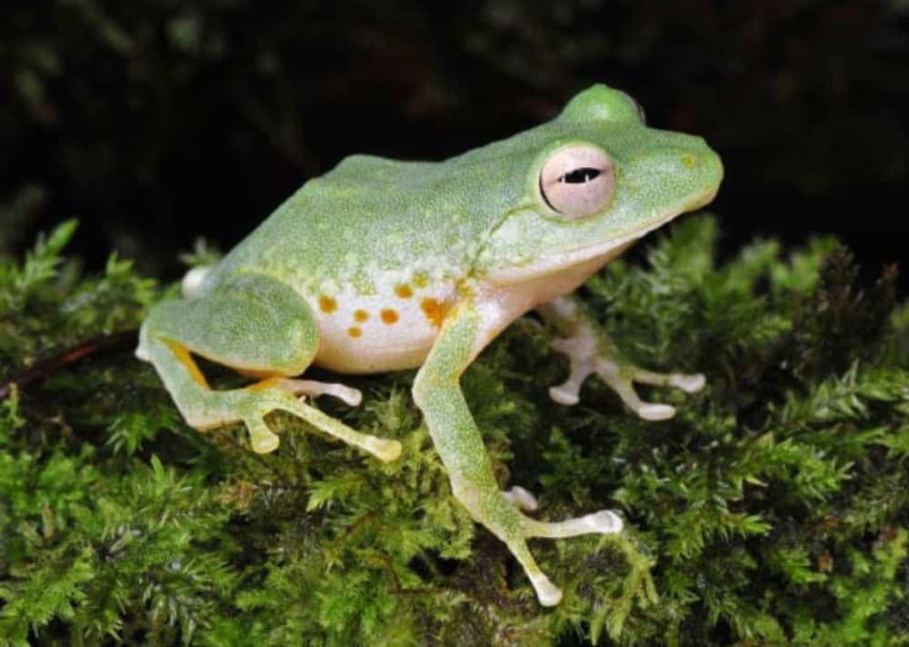 Researchers Discover New Species of Cloud Forest Frog In The Philippines Researchers Discover New Species of Cloud Forest Frog In The Philippines