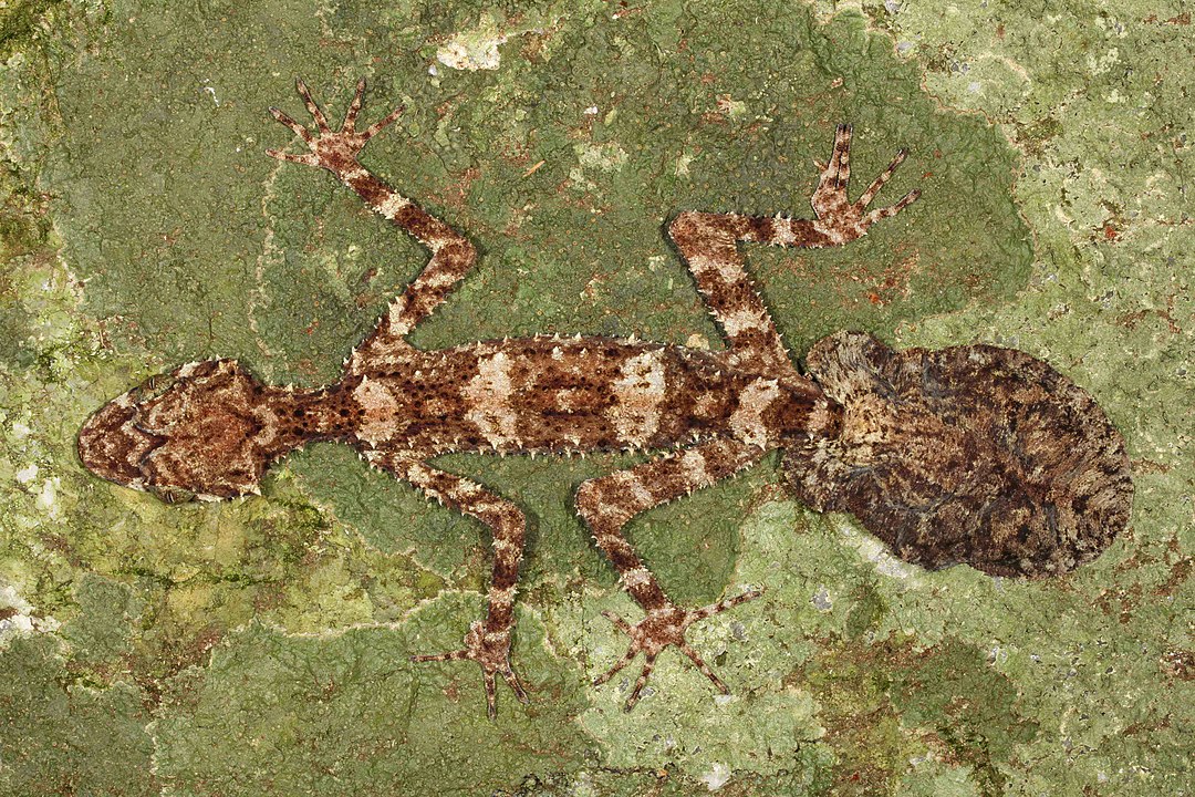 The 20 Most Imperiled Australian Reptiles Predicted to Disappear By 2040 The 20 Most Imperiled Australian Reptiles Predicted to Disappear By 2040