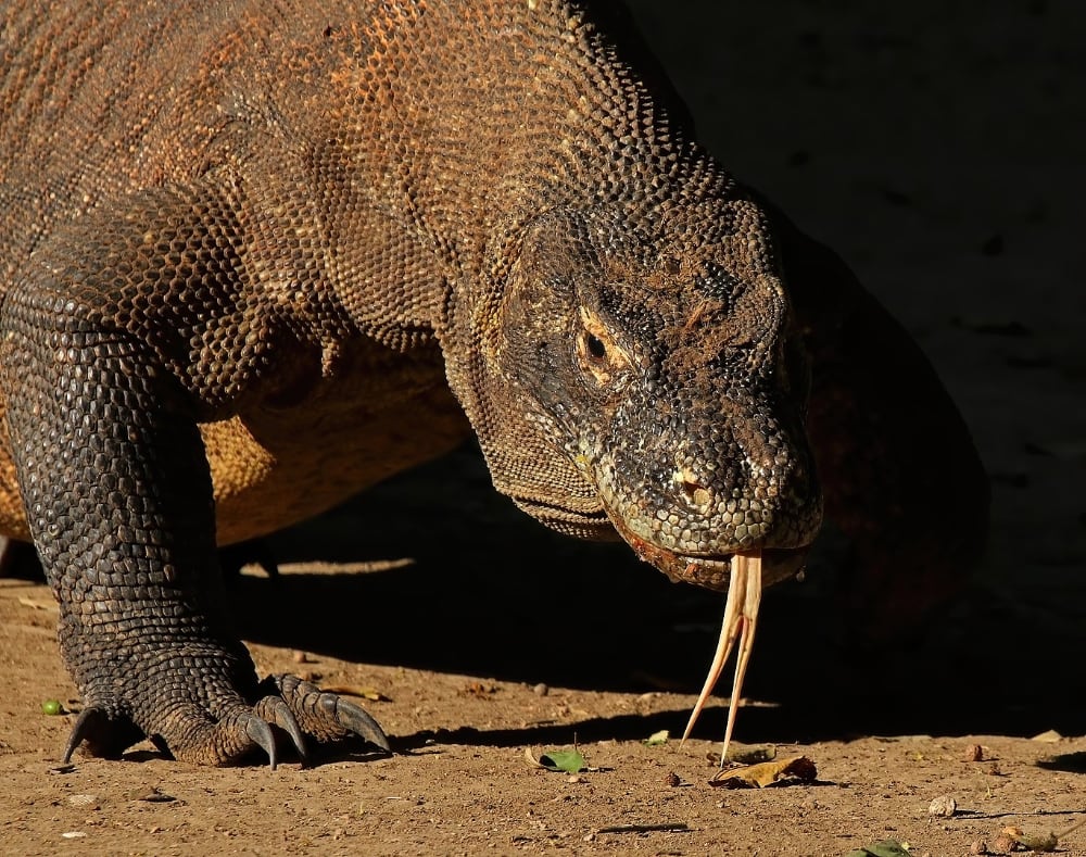 Komodo Dragons Threatened By Rising Sea Levels And A Warming Planet, Scientists Say