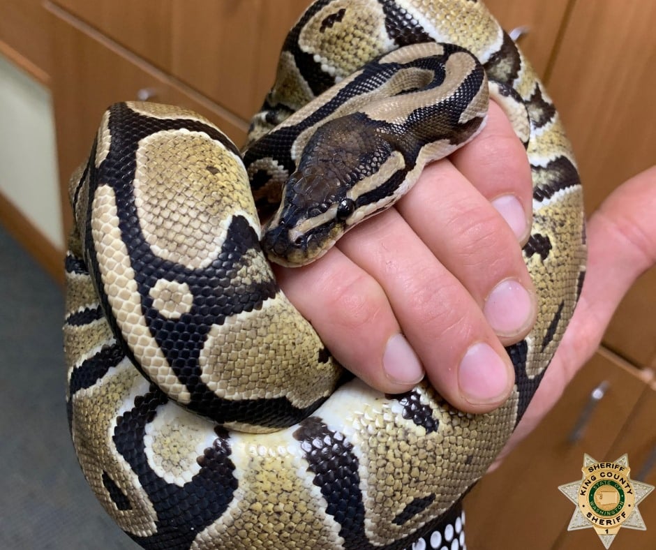 Washington State Sheriff’s Office Gets “Punny” With Ball Python Call