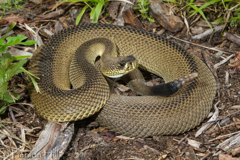 Patternless Eastern Diamondback Rattlesnake Documented In Florida