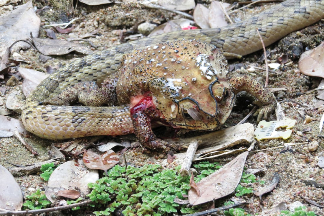 Snake Species Eats The Organs Of Poisonous Toads And Leaves The Body Alone
