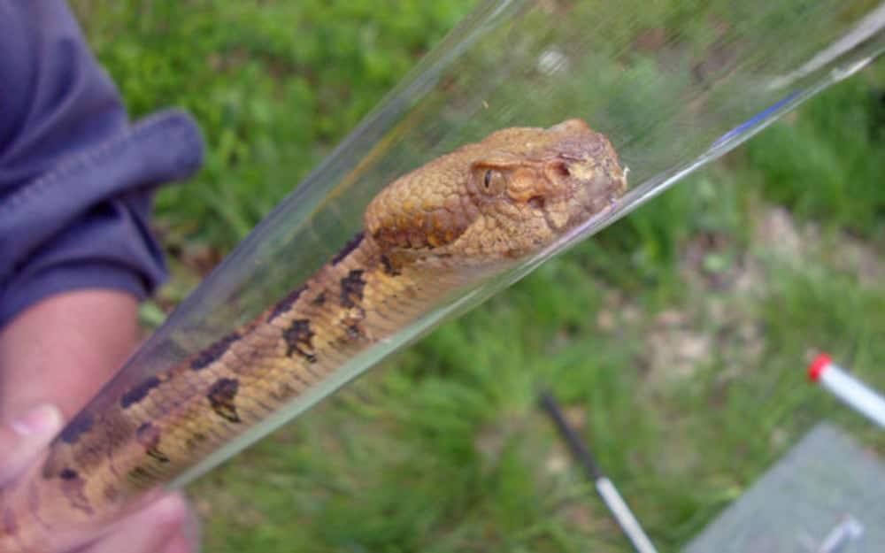 Snake Fungal Disease Appeared In USA As Far Back As 1945, Study Says
