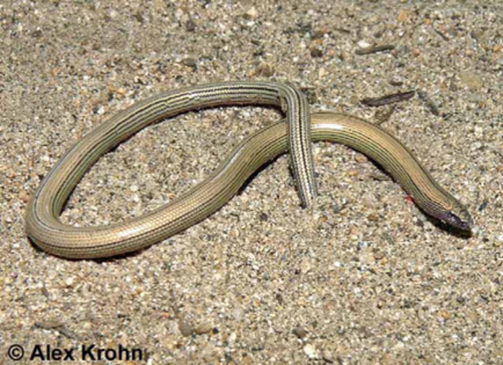 Temblor Legless Lizard Should Be Protected, Conservation Group Says