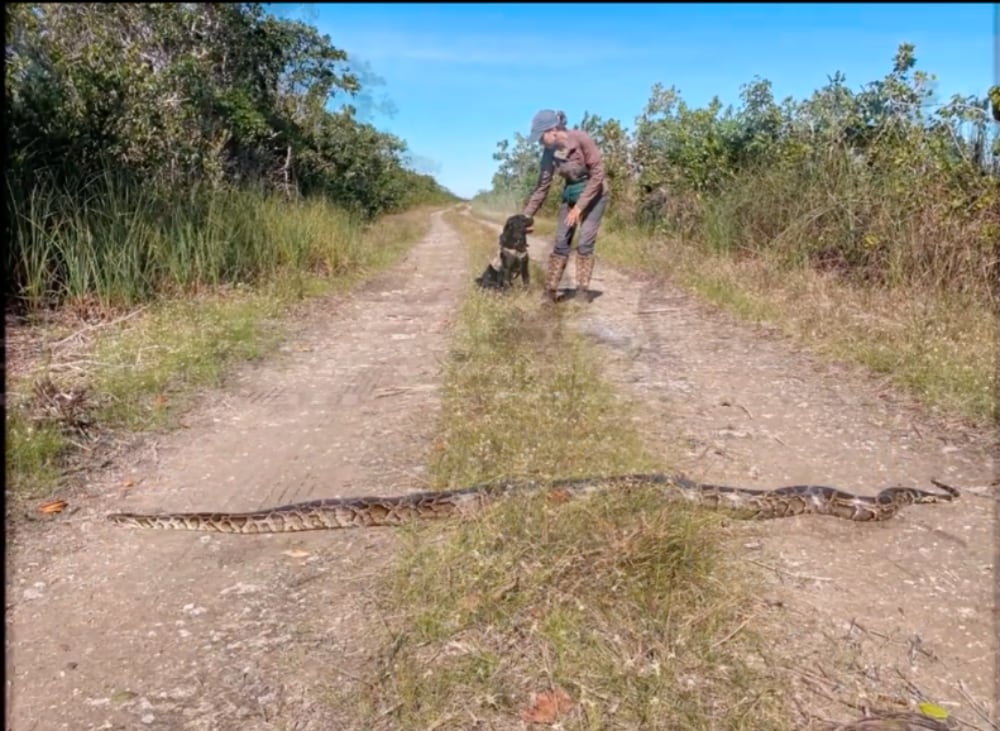 Florida FWC’s Python Dogs Bag First Invasive Burmese Python