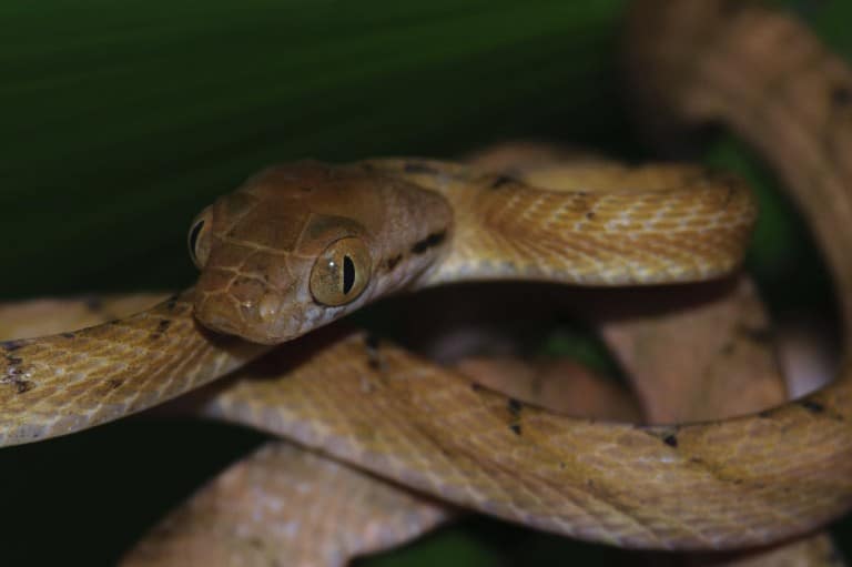 Invasive Brown Tree Snake On Guam Leads To Explosion In Spider
