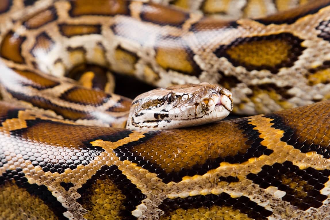 Burmese Pythons Are Resistant To Cobra Neurotoxins