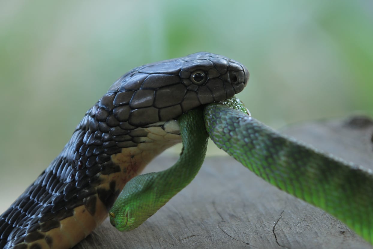 king cobra snake eating