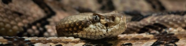 Timber Rattlesnake Dennis Riabchenko