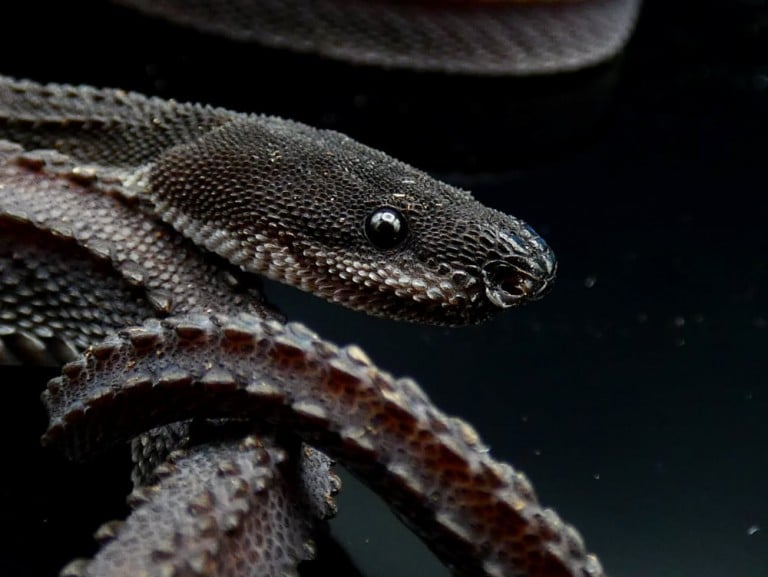 Dragon Snake Care And Information Reptiles Magazine