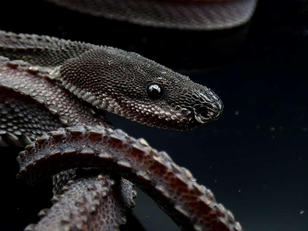 Dragon Python Snake Dragon Snake Care And Information - Reptiles Magazine