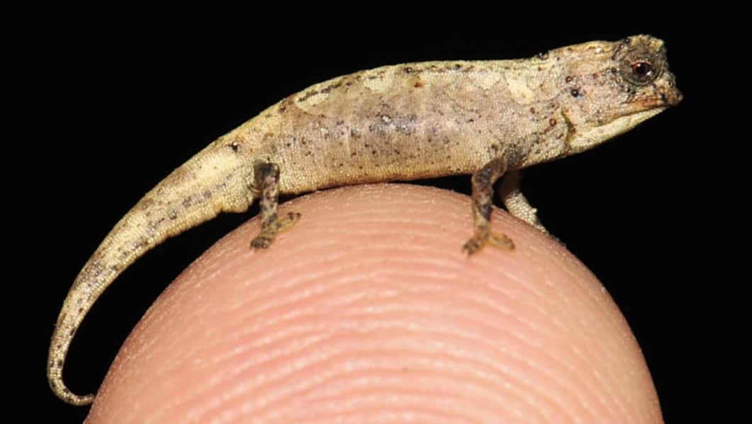 World’s Smallest Chameleon Discovered In Madagascar