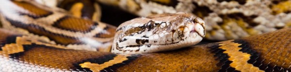 Burmese Python Irina Oxilixo Danilova