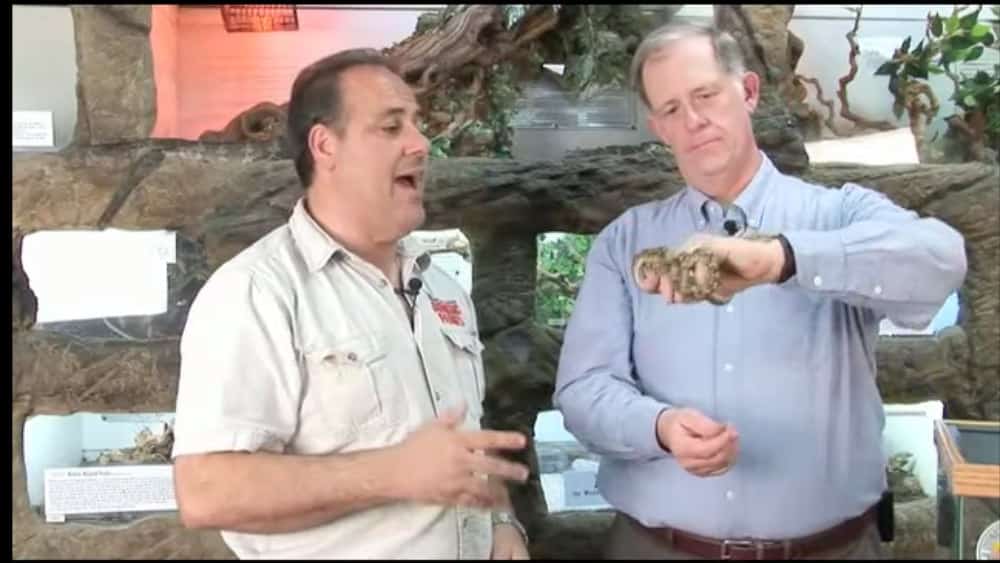 Reticulated Python Quick Care Video With Russ Case And Jay Brewer