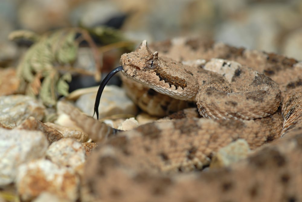 Sidewinder Belly Skin Different Than Non-Sidewinding Snakes