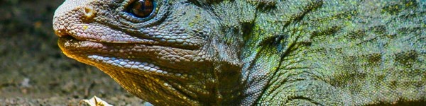 Tuatara Markwalshe72
