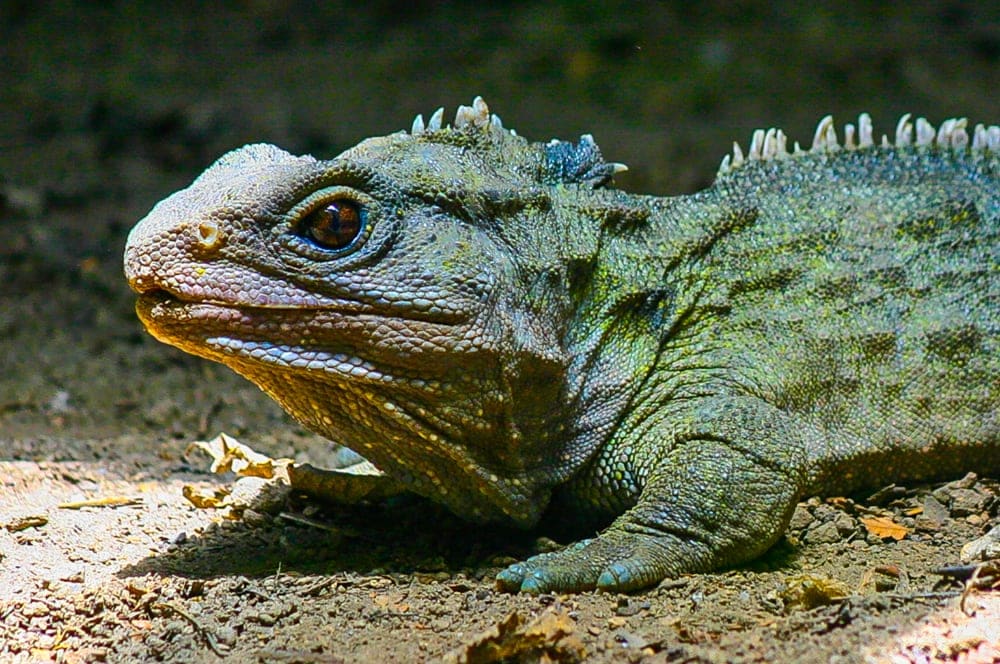 Whole Tuatara Genome Sequence Completed
