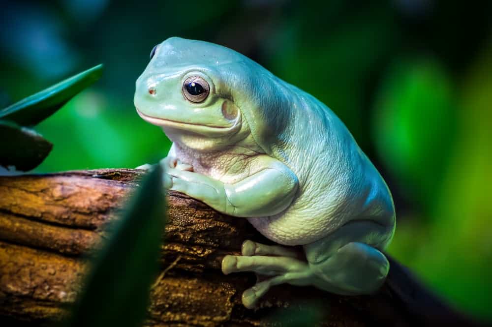 White’s Treefrog