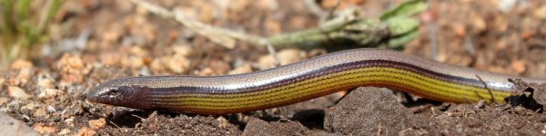 California Legless Lizard Creeping Things