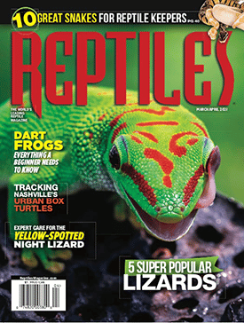 Dragon Snake - Reptiles Magazine