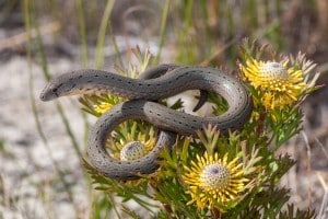 Six Legless Lizards - Reptiles Magazine