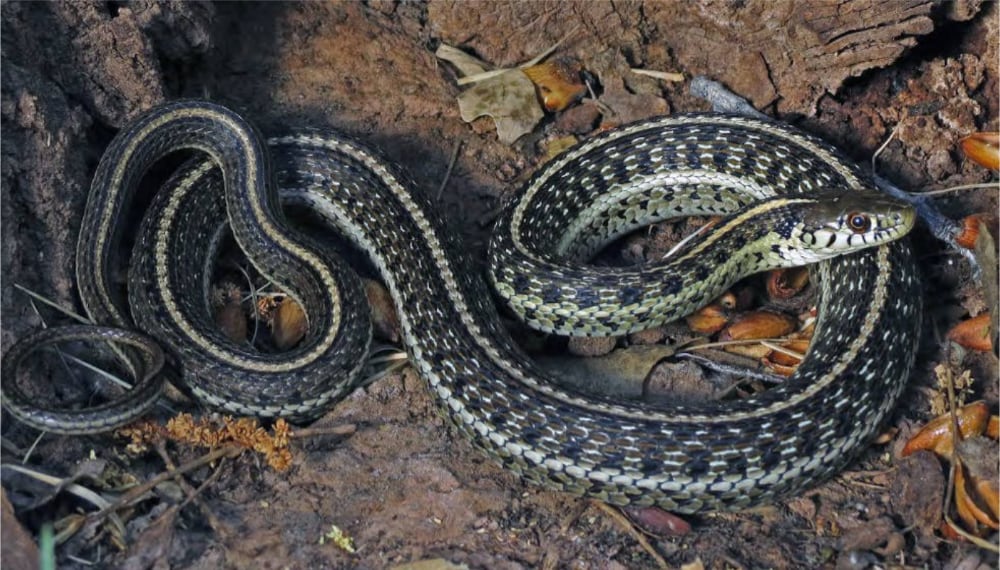USFWS Finalizes 20,326 Acres For Northern Mexican Garter Snake