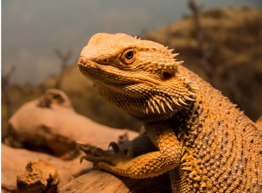 Don’t Kiss Your Bearded Dragon! CDC Reports Salmonella Infections