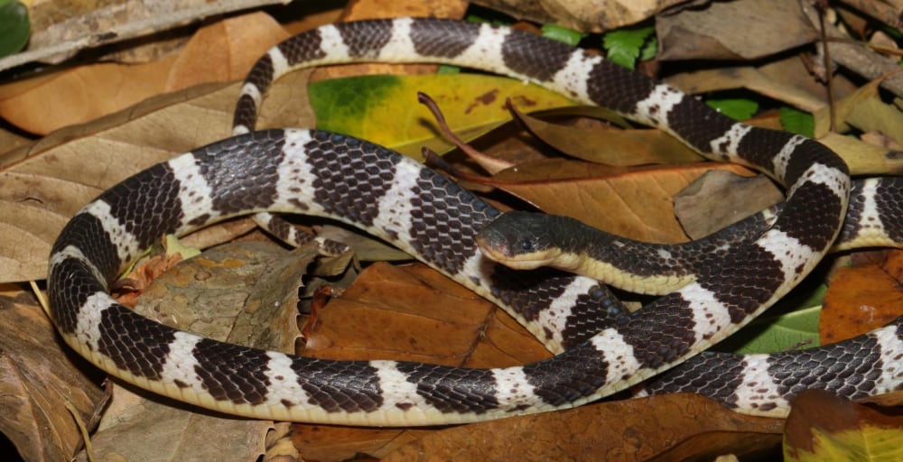 New Krait Species Discovered In China
