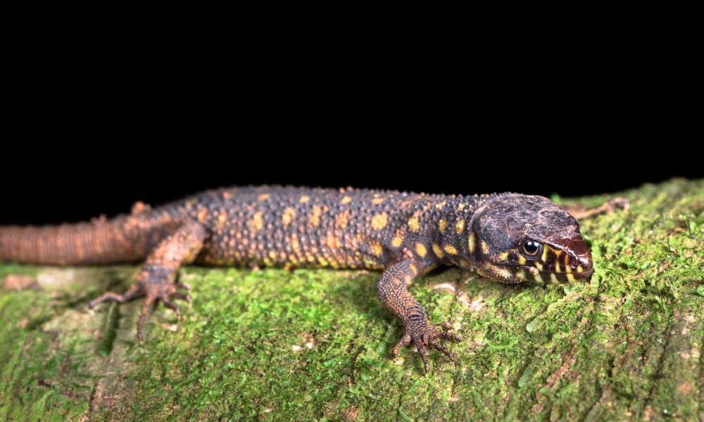 Yellow Spotted Night Lizard Information And Care Reptiles Magazine