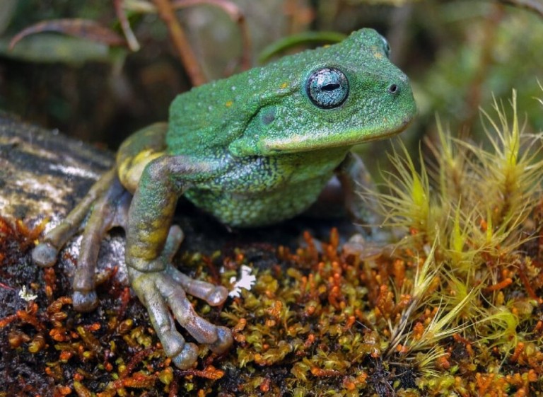 New Marsupial Frog Species Discovered in Peru - Reptiles Magazine