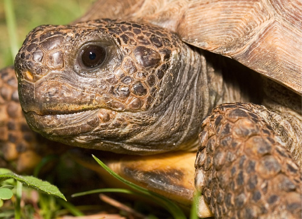 Three Things You Need To Know About Tortoise Food