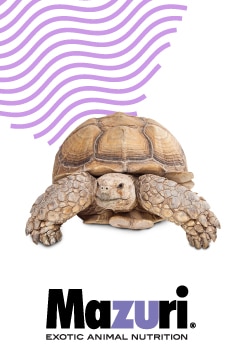 Three Things You Need To Know About Tortoise Food Three Things You Need To Know About Tortoise Food