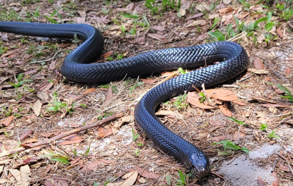 Alabama: Eastern indigo snake found in the state for just the