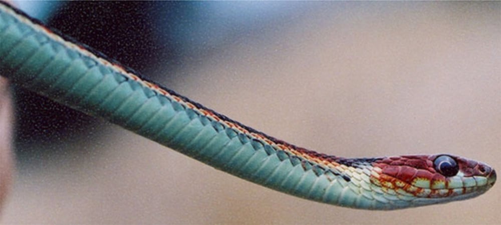 San Francisco Garter Snake Gets Protections In San Mateo County, CA