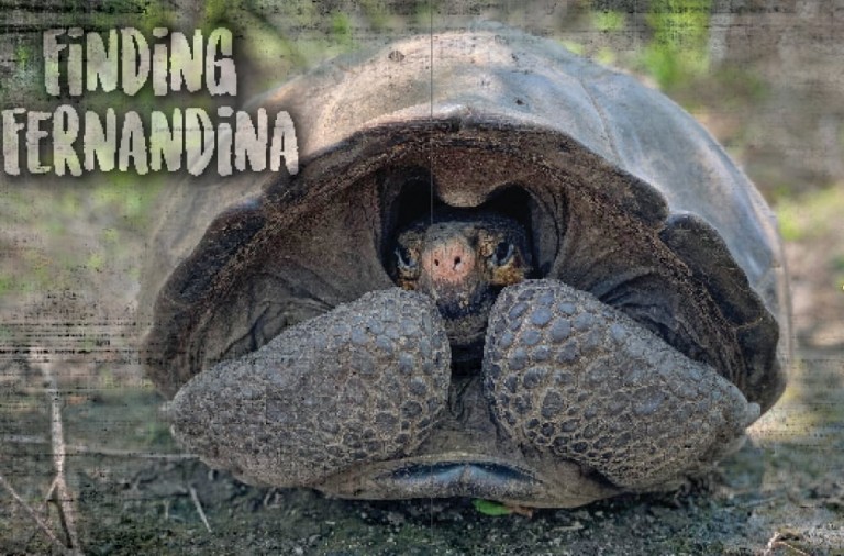 Finding The Fernandina Giant Tortoise Reptiles Magazine