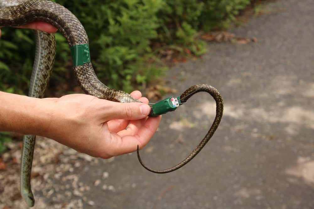 Snakes Tagged In Japan To Measure Radioactivity In Fukushima
