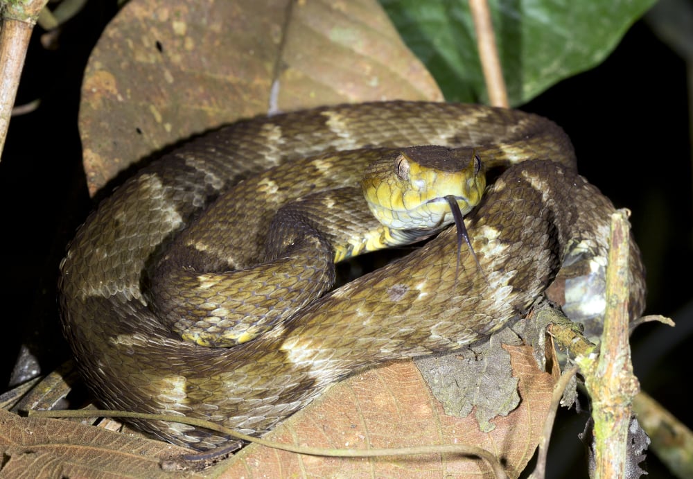 Snake Venom-Derived Super Glue Stops Bleeding In Seconds