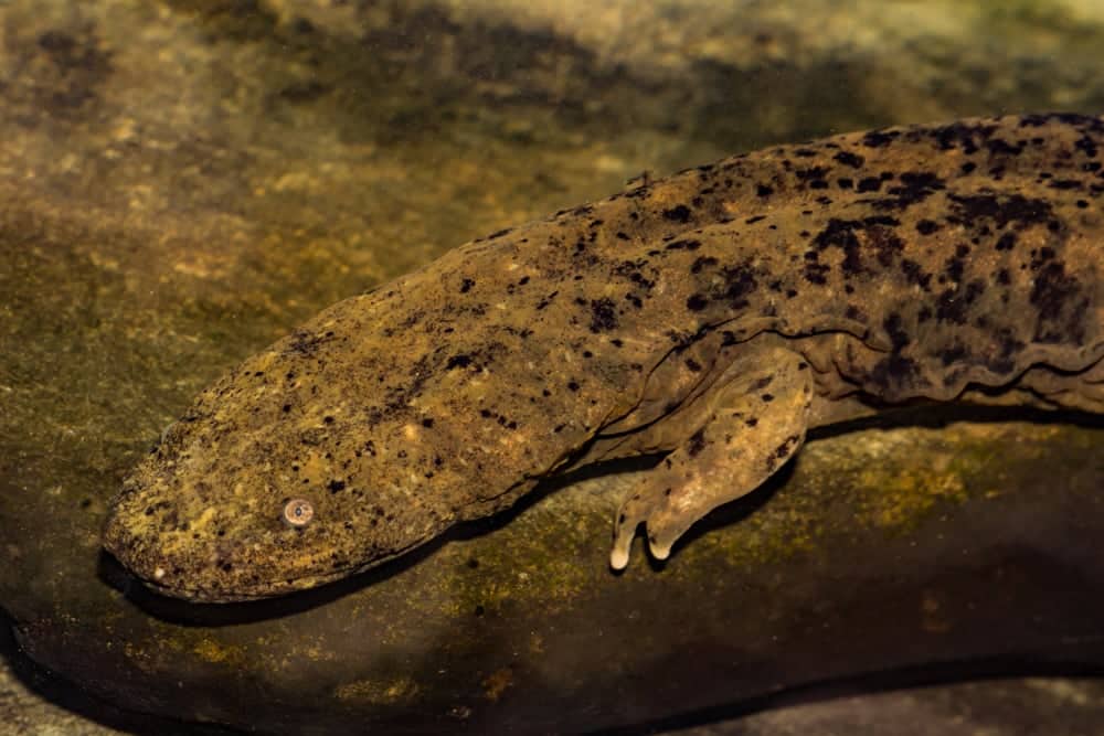 USFWS Sued For Not Listing Eastern Hellbender Salamander As Endangered Species