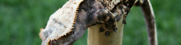 Crested Gecko 1000