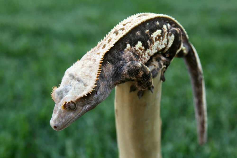 Crested Geckos Have Sticky Tail Pads That Can Support 5X Their Mass, Study Says