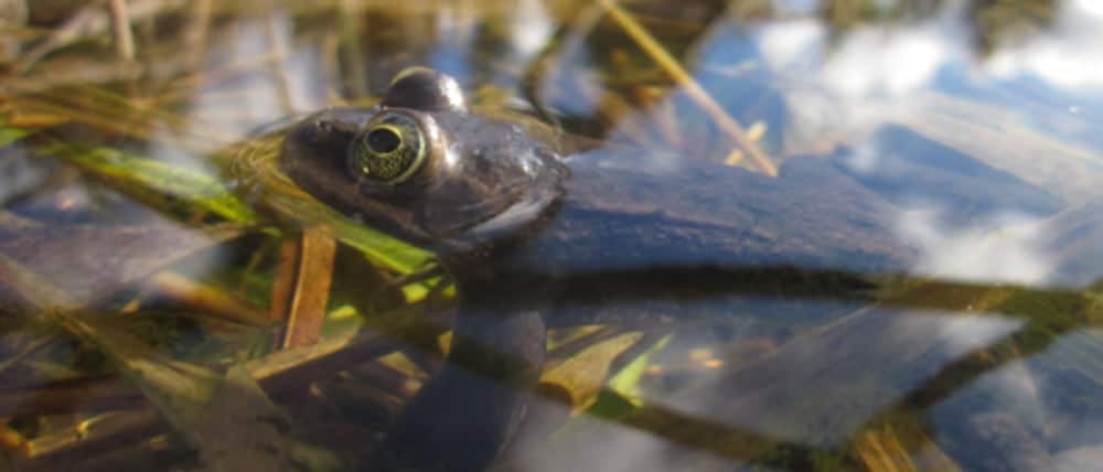 Exo Terra Donates $5,000 To Help Conservation Efforts Of Oregon Spotted Frog