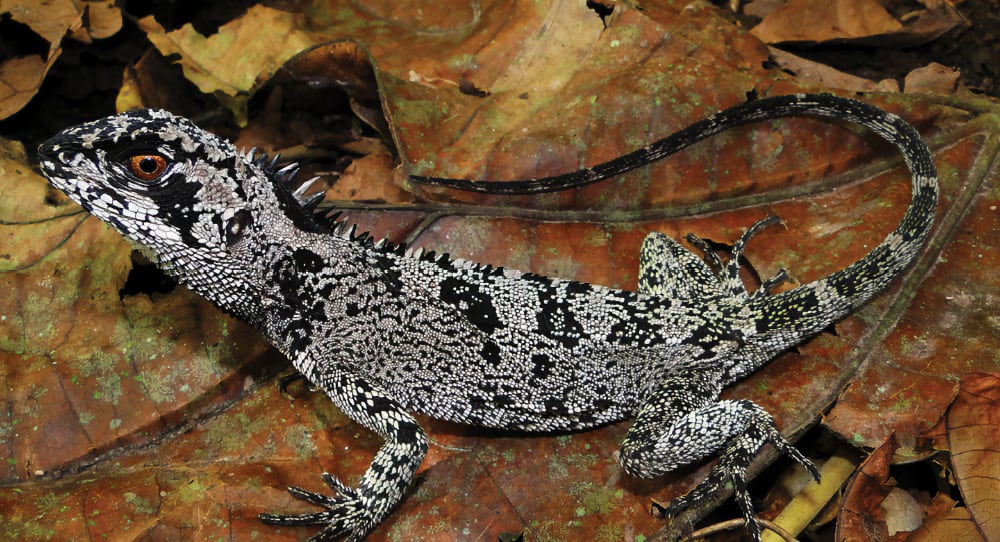 Colorful Species Of Wood Lizard Discovered In Peru